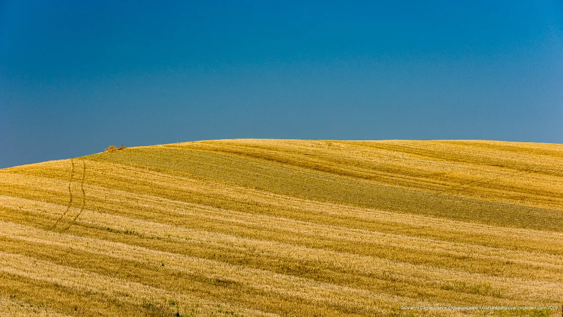 Colline e campi di grano