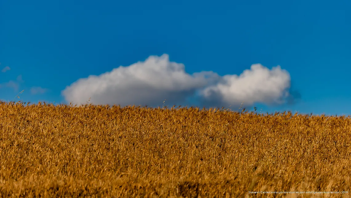 Wheat field before harvesting