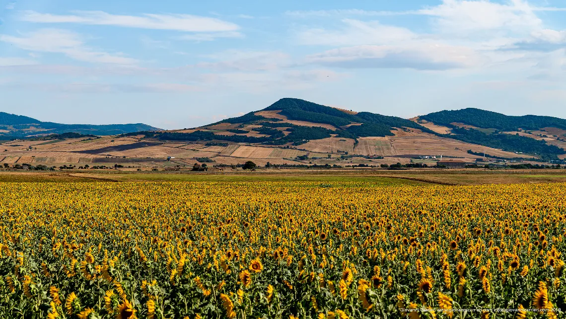 A field of sunflowers