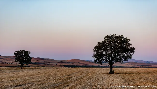 Un campo di grano nei pressi di Genzano di Lucania