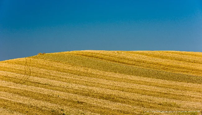 Colline e campi di grano
