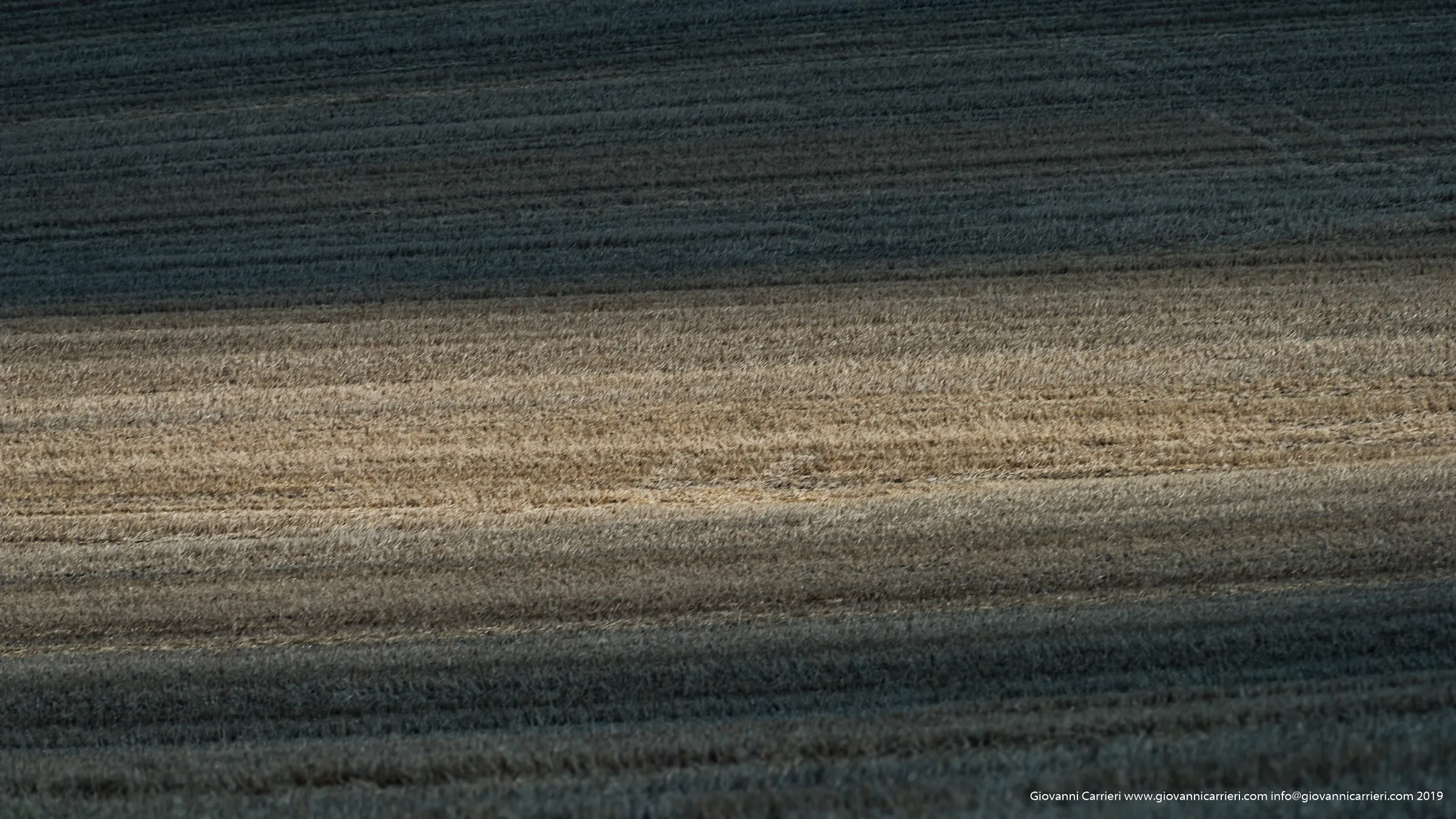 Distesa di Grano Maturo sull''Altopiano, Spinazzola