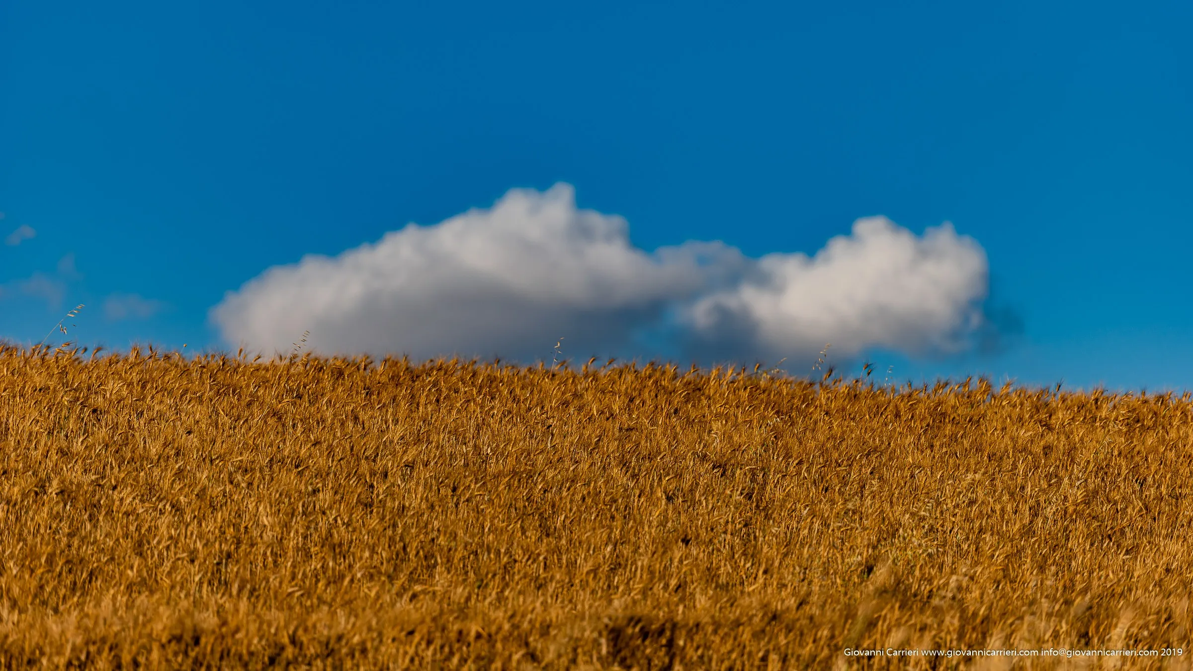 Ripe Wheat Ears in the Wind, Spinazzola