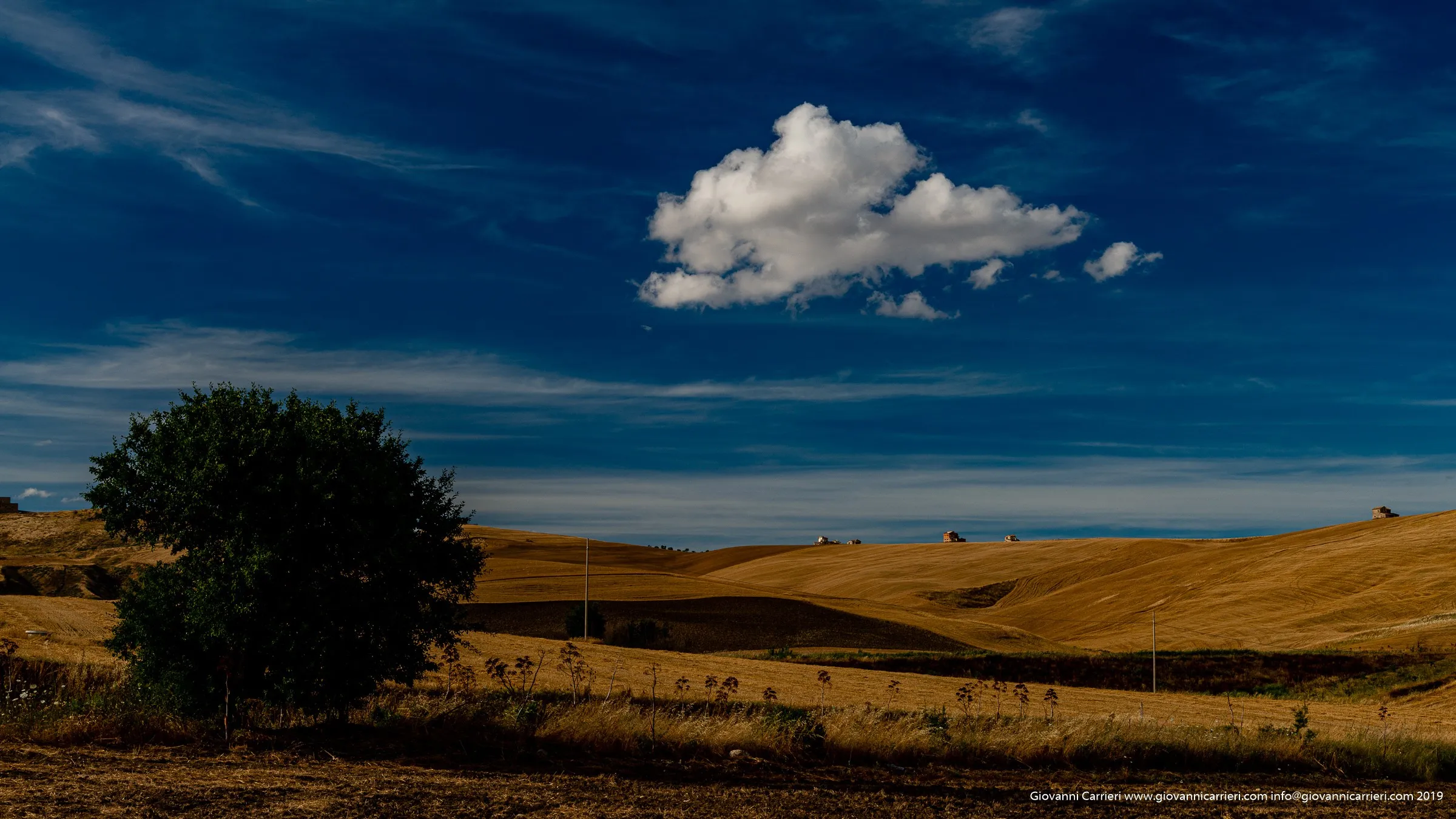 Quercia Solitaria nel Paesaggio di Irsina