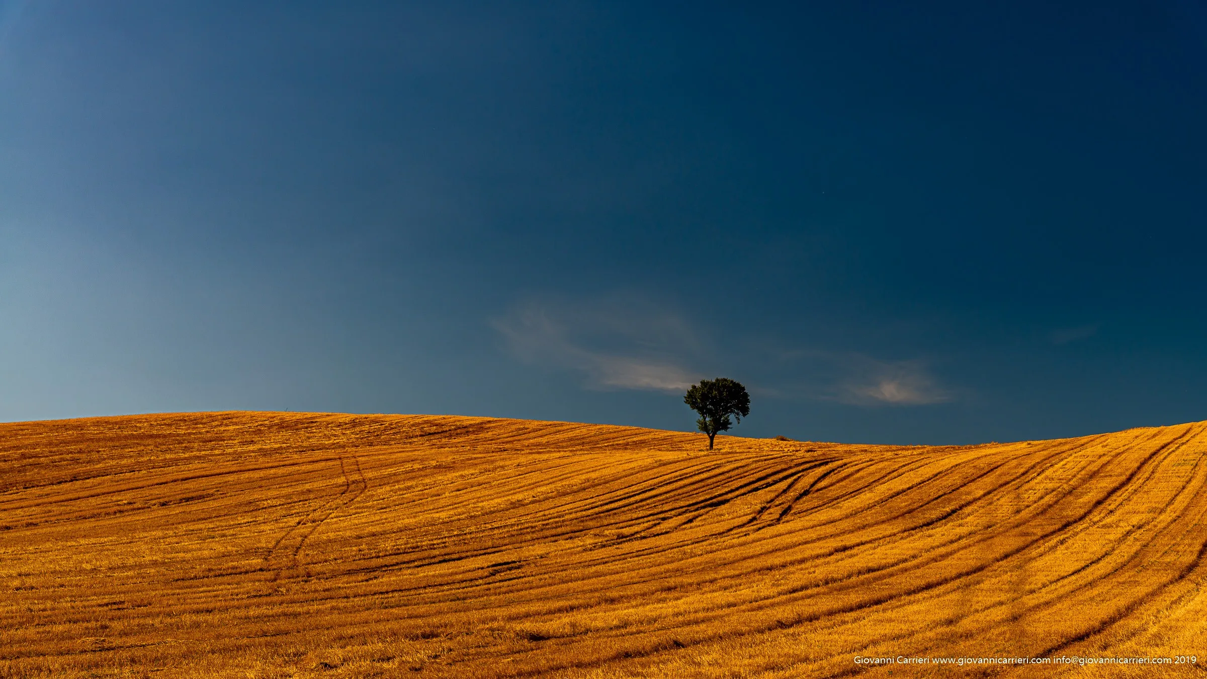 Quercia Solitaria nel Parco dell''Alta Murgia