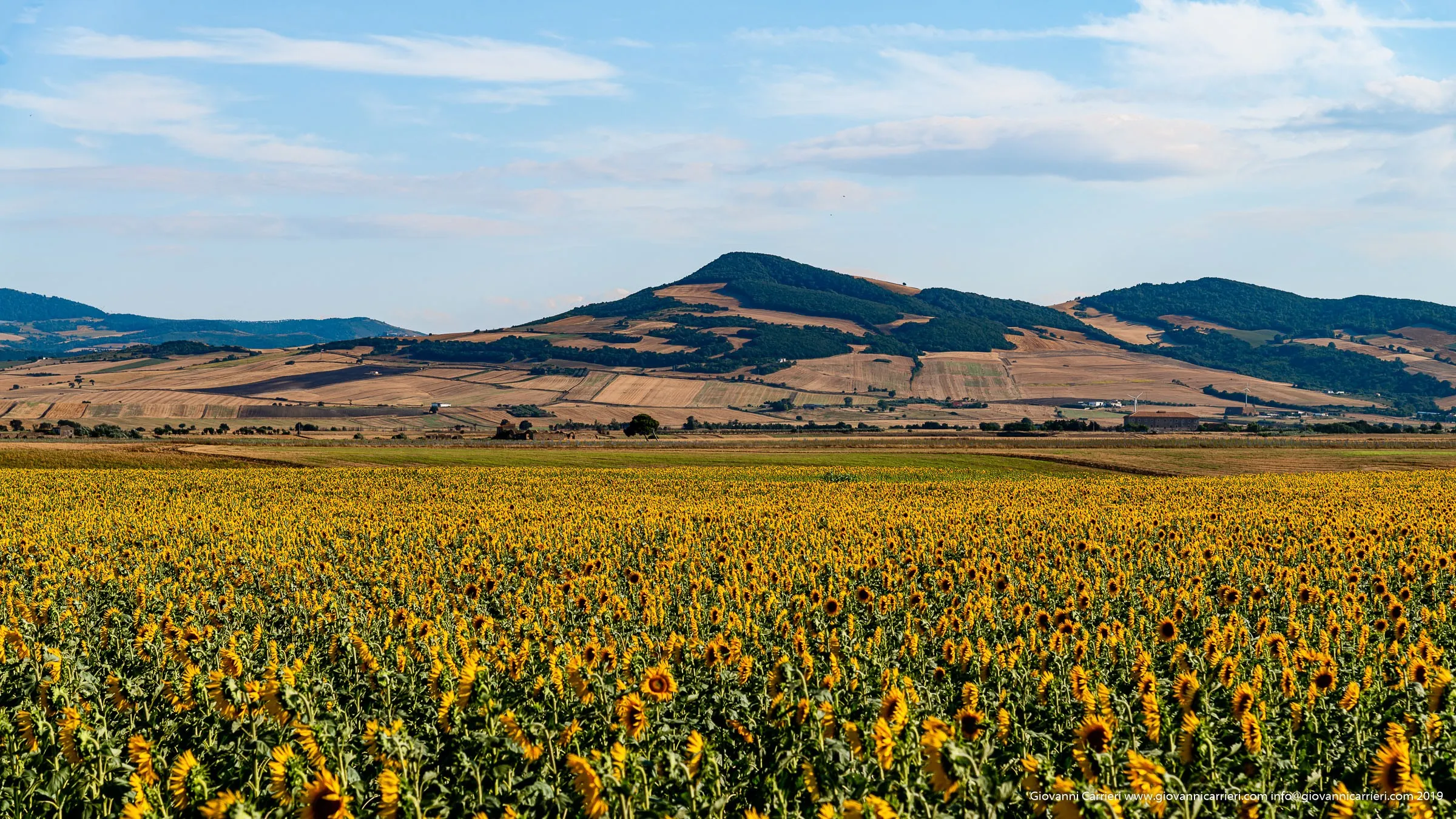 Campo di Girasoli nell''Alta Murgia, Minervino Murge