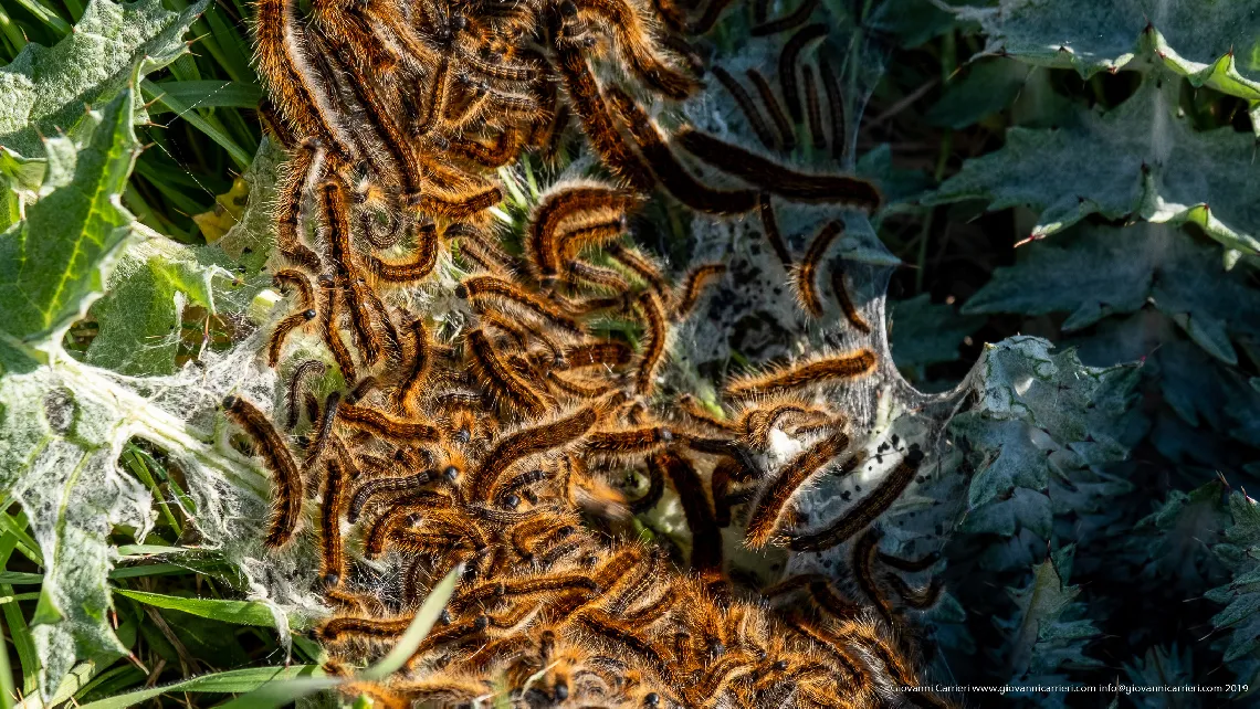 Un nido di Processionarie 