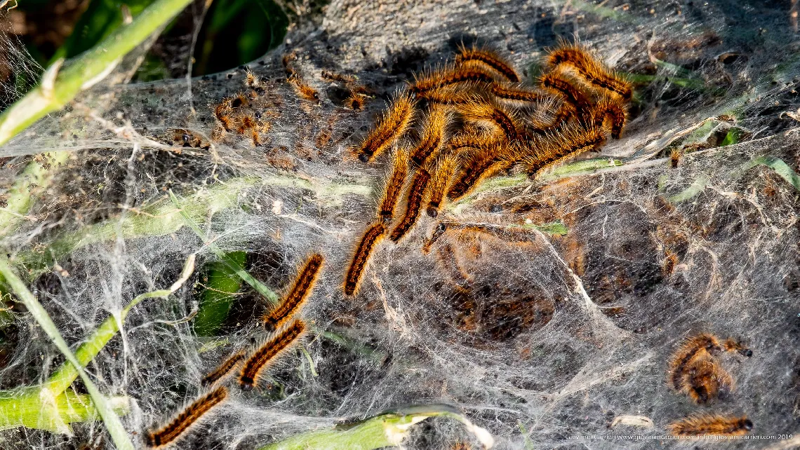 Thaumetopoea pityocampa