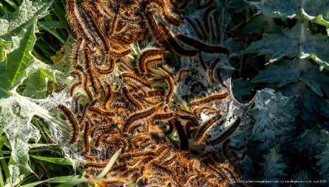 A nest of processionaries 