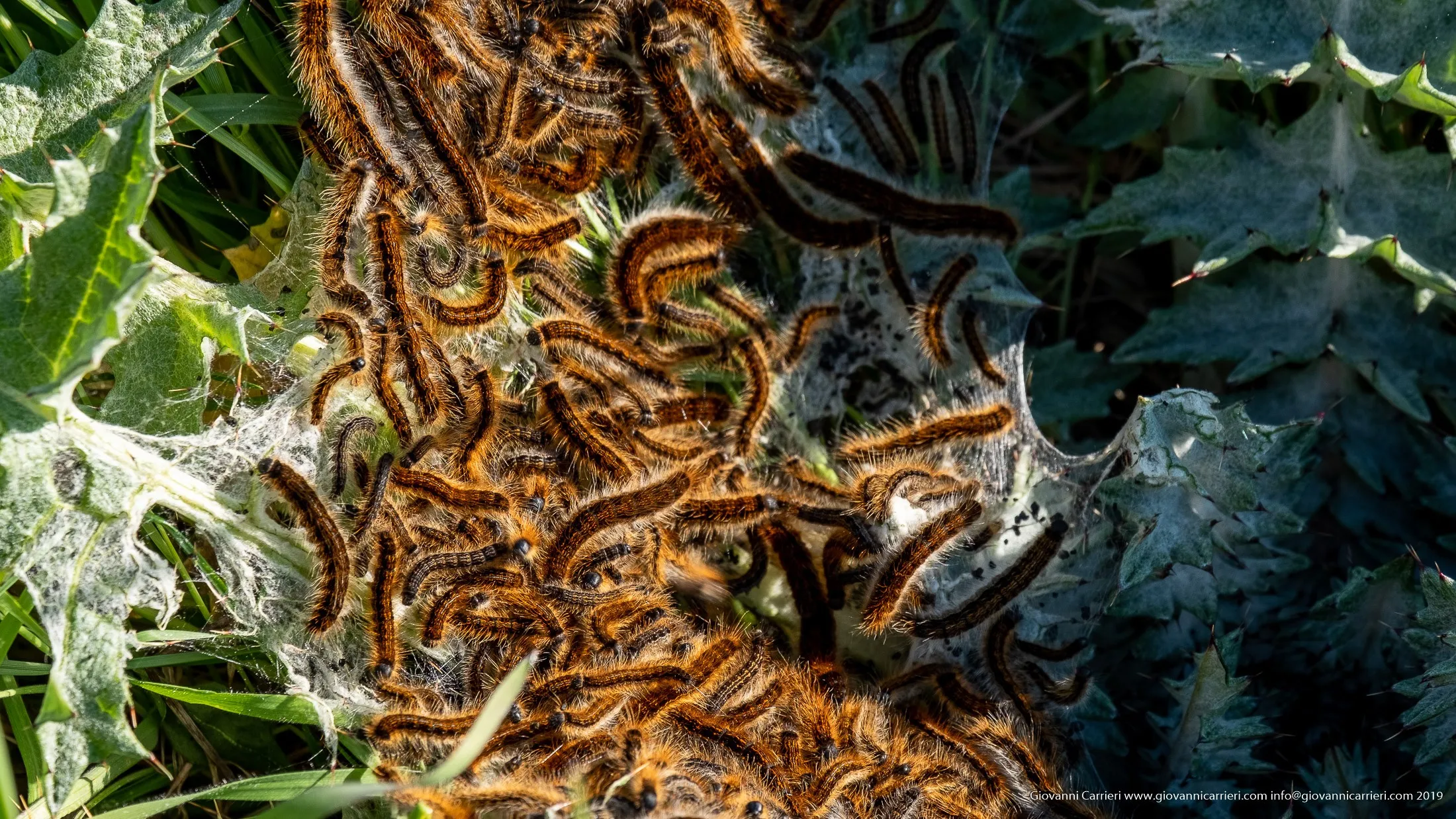 Nido di processionarie tra la vegetazione