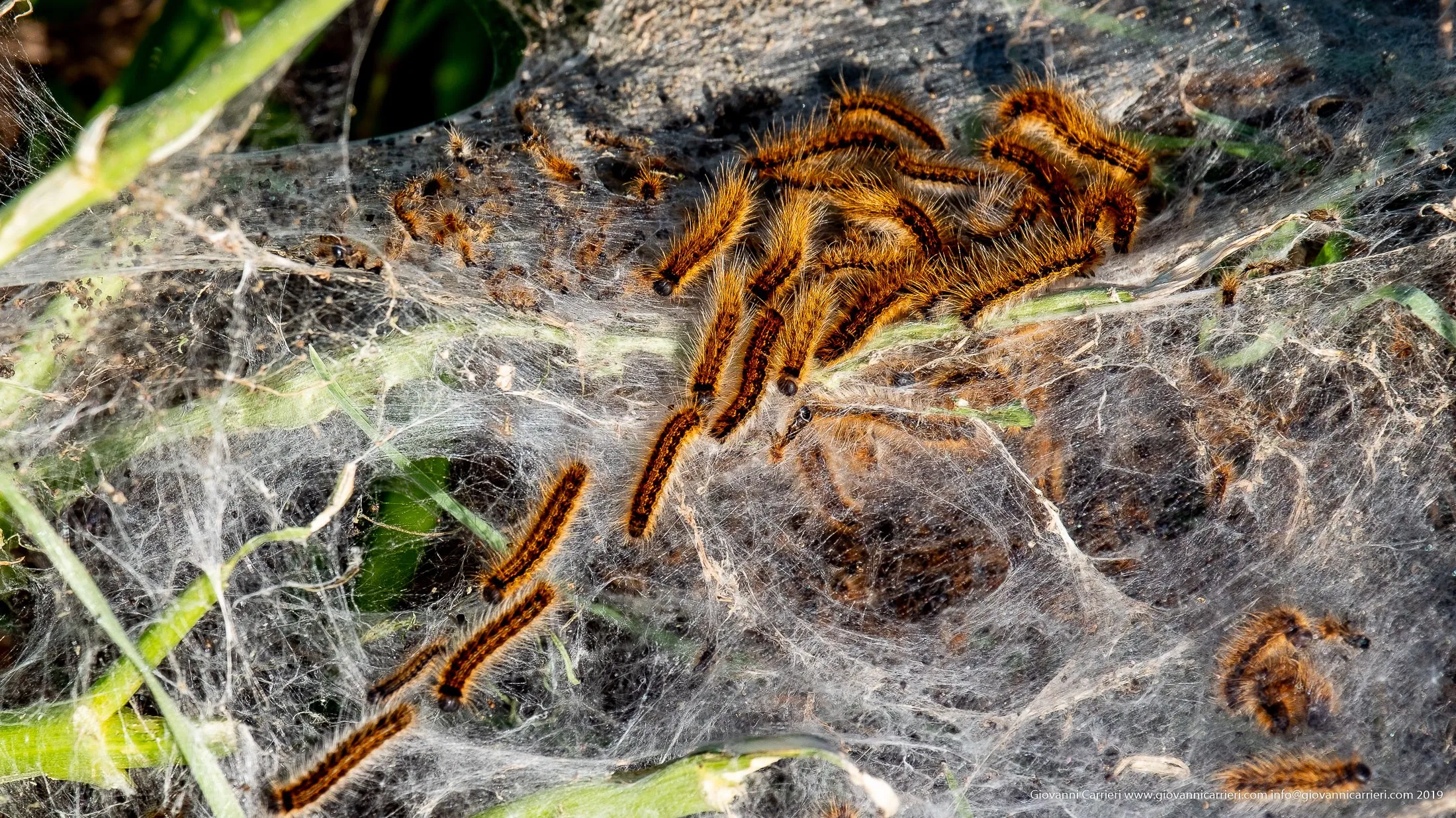 Processionaria del pino sul Monte Caccia