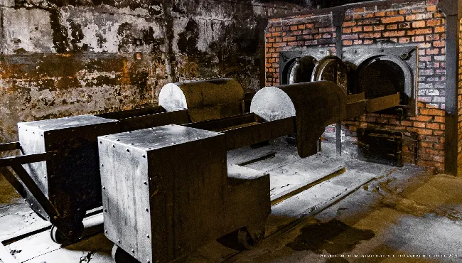 Plant death - Auschwitz