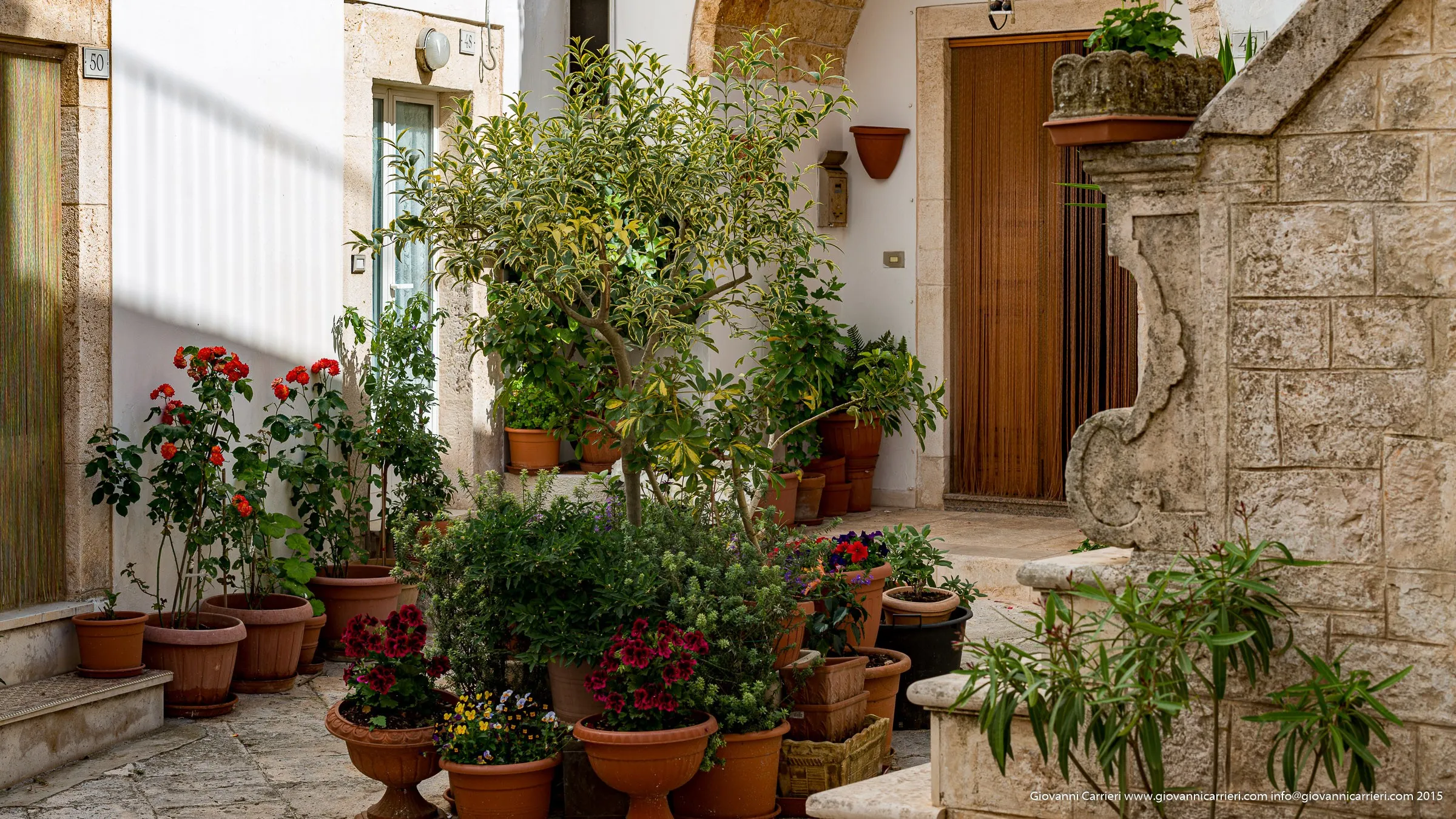 White and Locorotondo