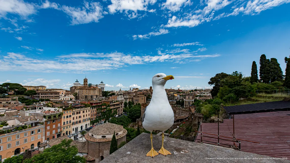 Il panorama di Roma visto dal Palatino