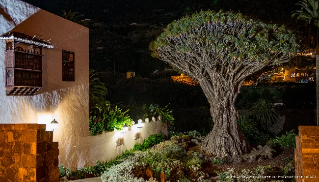 Drago Millenario di Icod de los Vinos, Tenerife