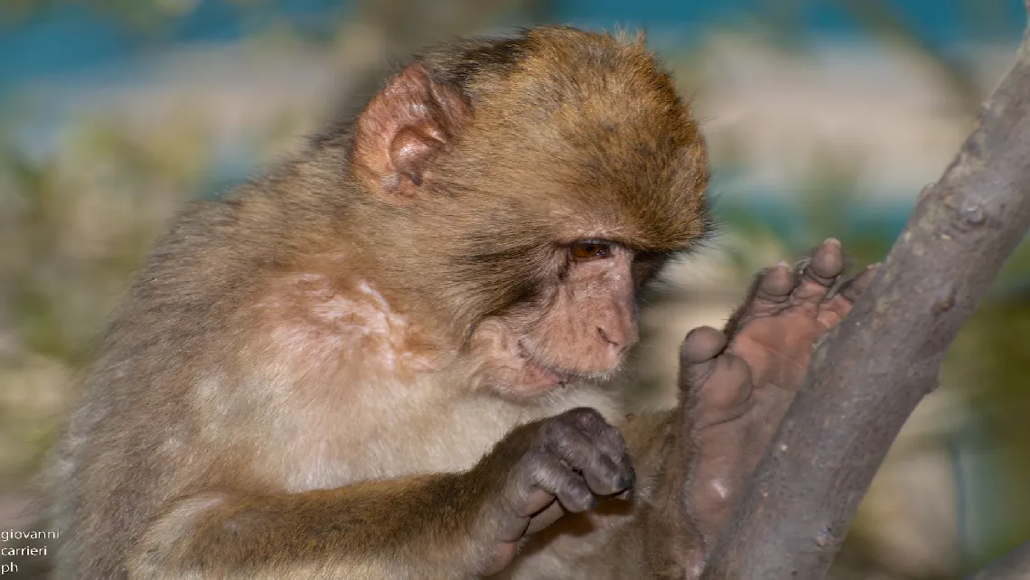 Il macaco di Gibilterra