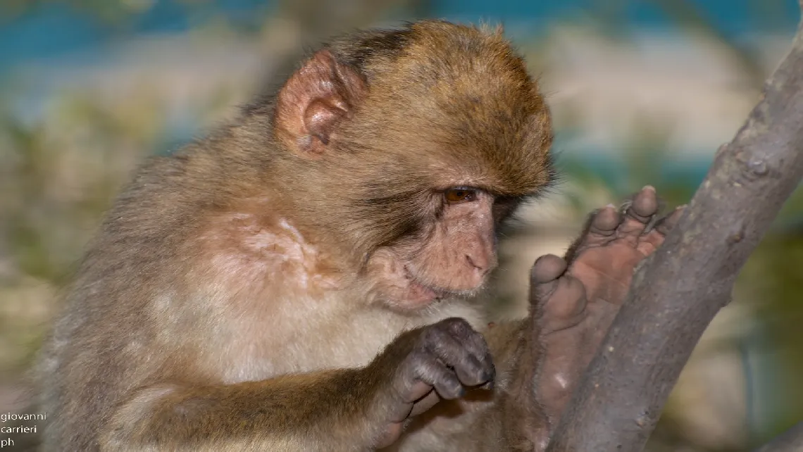 Gibraltar Macaque