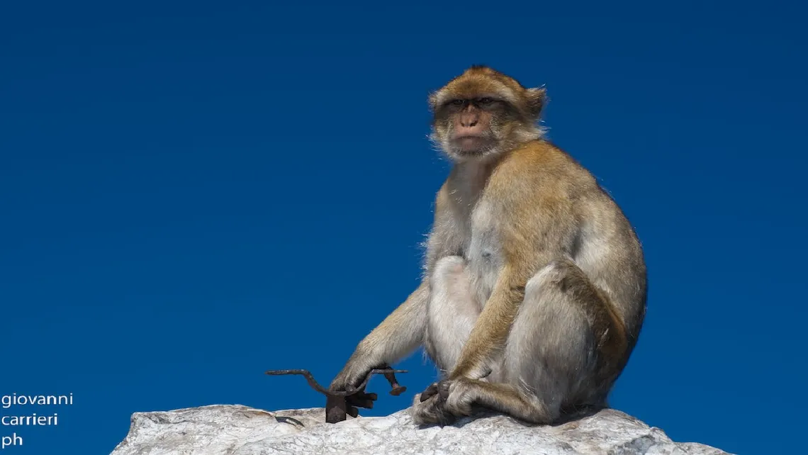 Macaco di Gibilterra