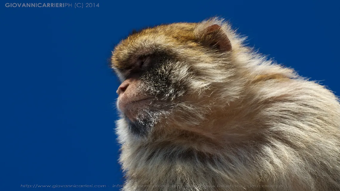 Gibraltar macaque