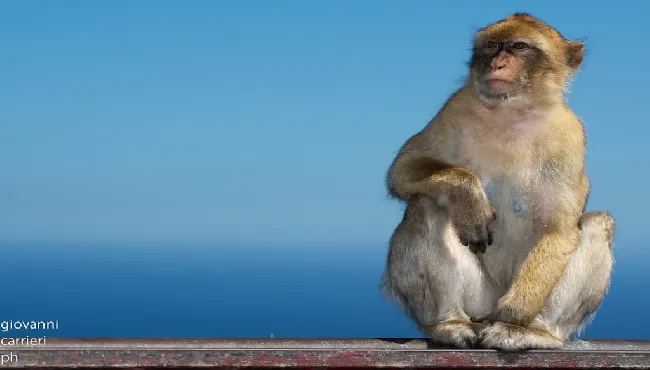 Macaco di Gibilterra
