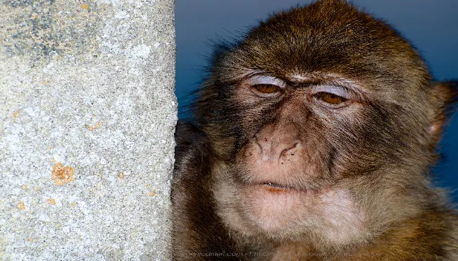 Portrait of Gibraltar macaque