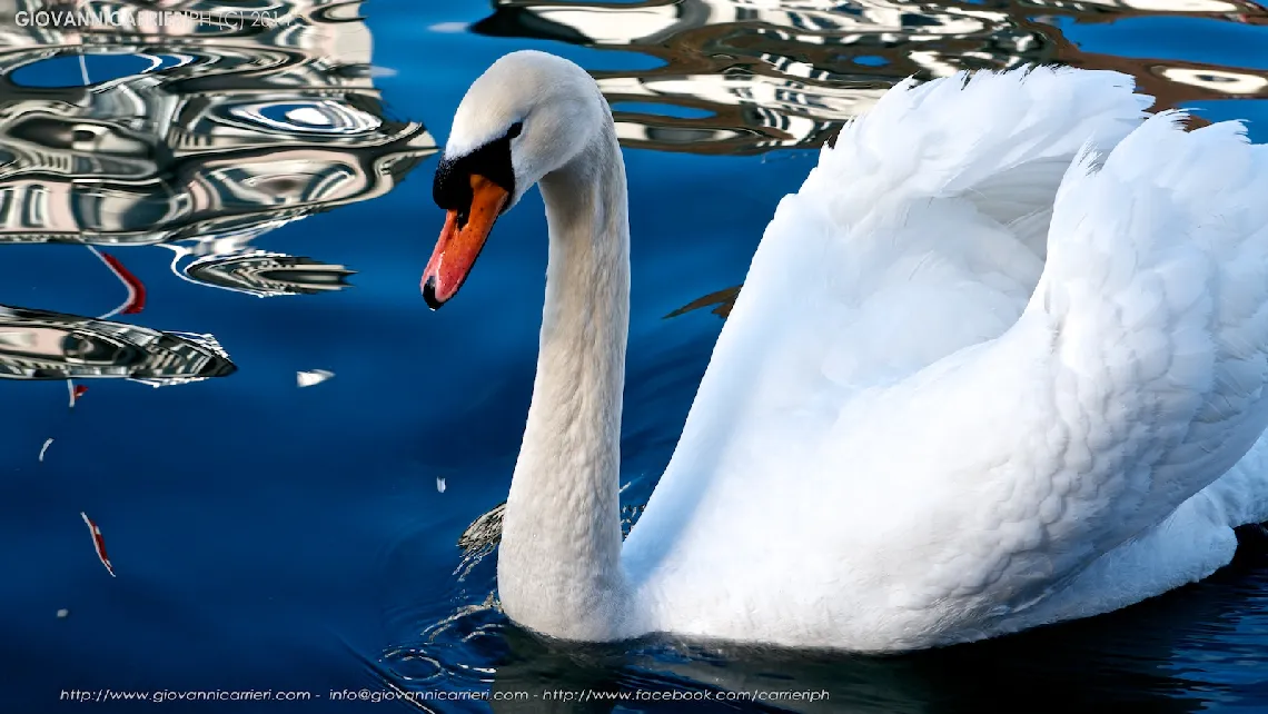 Swan in the Reuss river - Lucerne