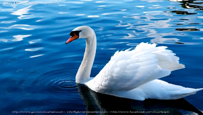 Un cigno nel lago di Lucerna