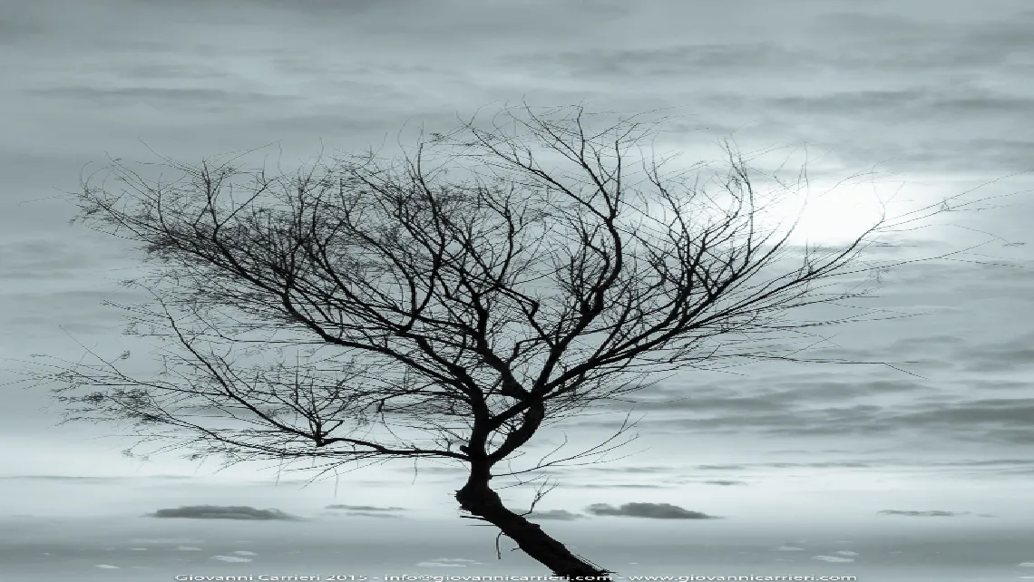 The winter and the trees of Comino - Malta