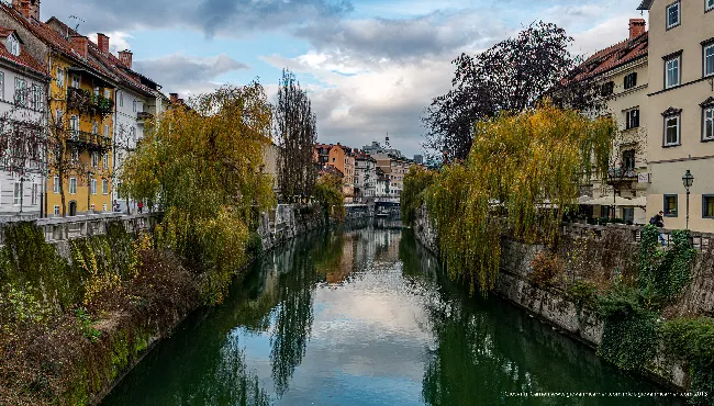 Salici piangenti sul fiume Ljubljanica in autunno